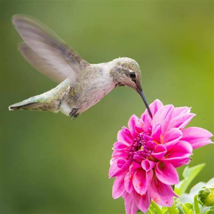 Put nectar at a bird's eye view. Good morning beautiful flowers, Good